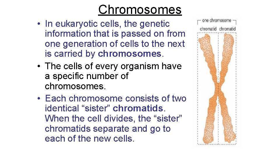 Chromosomes • In eukaryotic cells, the genetic information that is passed on from one
