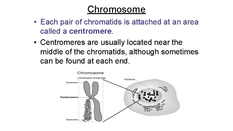 Chromosome • Each pair of chromatids is attached at an area called a centromere.