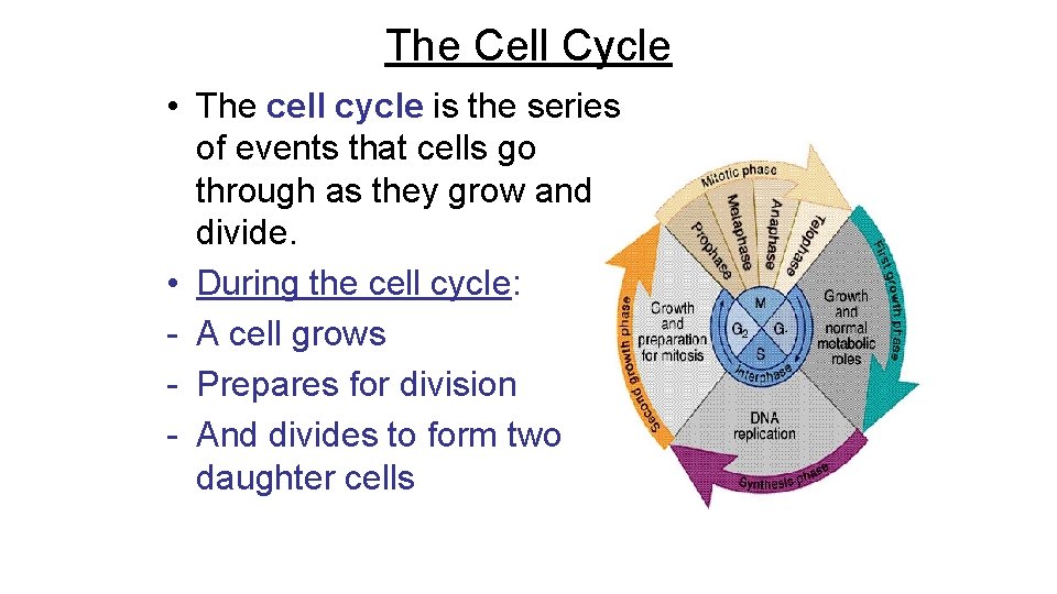 The Cell Cycle • The cell cycle is the series of events that cells