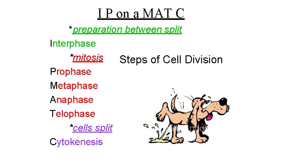 I P on a MAT C *preparation between split Interphase *mitosis Steps of Cell