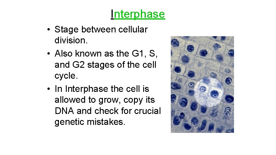 Interphase • Stage between cellular division. • Also known as the G 1, S,
