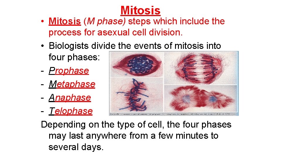 Mitosis • Mitosis (M phase) steps which include the process for asexual cell division.