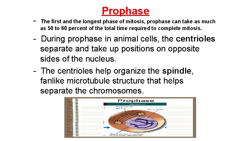 - Prophase The first and the longest phase of mitosis, prophase can take as