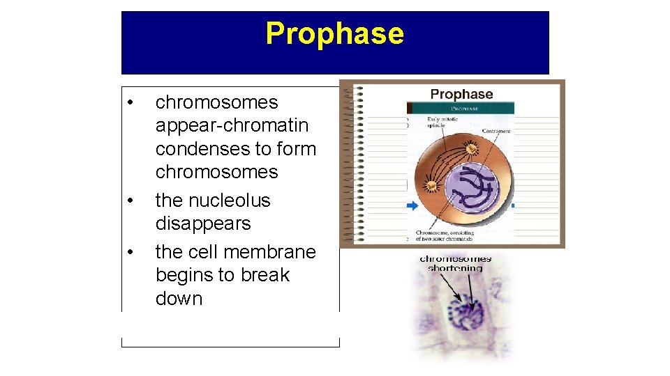 Prophase • • • chromosomes appear-chromatin condenses to form chromosomes the nucleolus disappears the