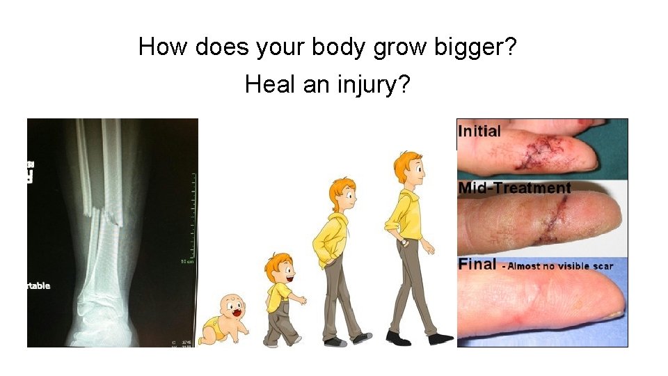 How does your body grow bigger? Heal an injury? 