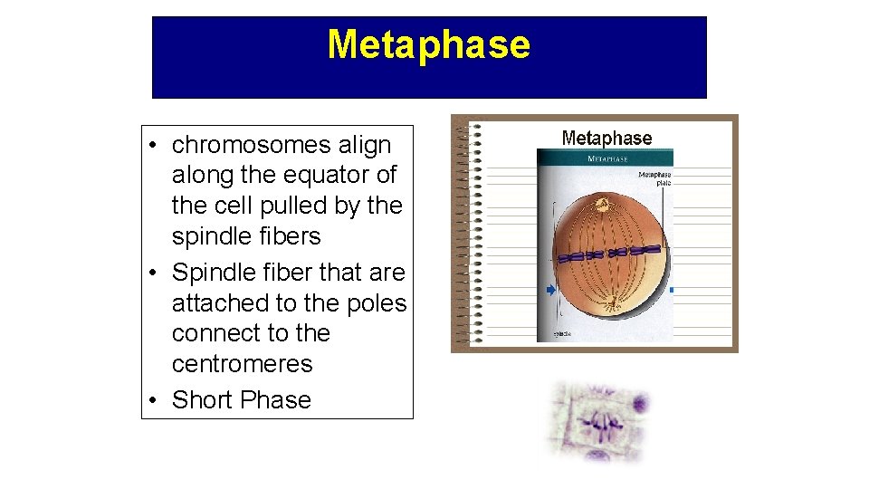 Metaphase • chromosomes align along the equator of the cell pulled by the spindle