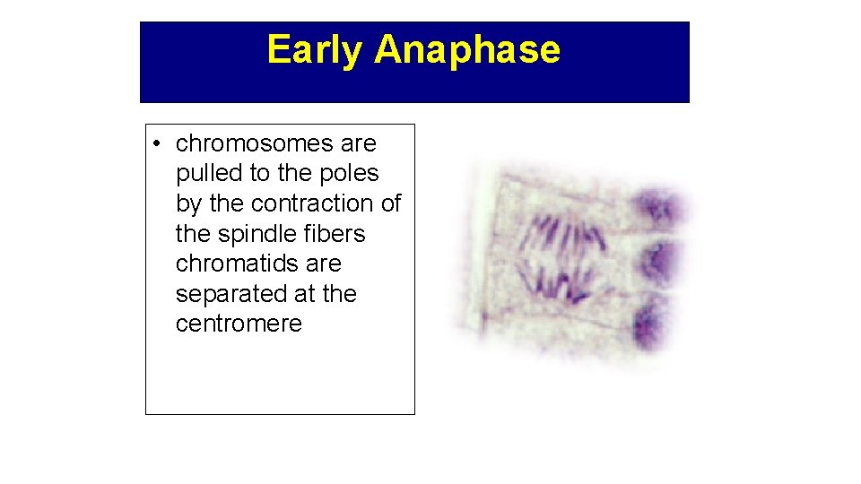 Early Anaphase • chromosomes are pulled to the poles by the contraction of the