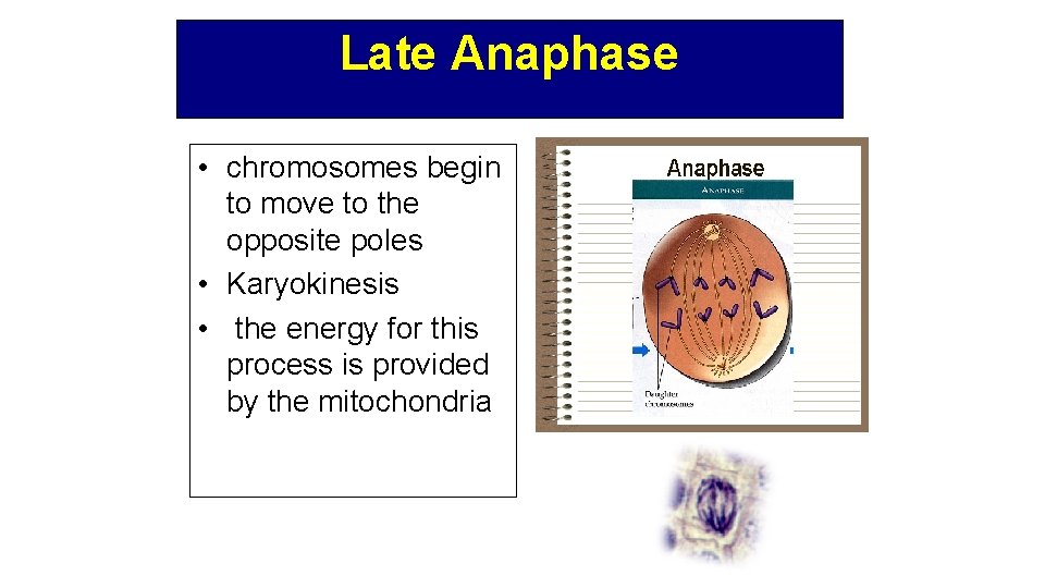 Late Anaphase • chromosomes begin to move to the opposite poles • Karyokinesis •