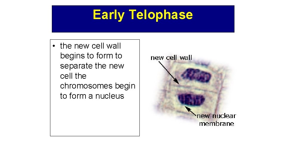 Early Telophase • the new cell wall begins to form to separate the new