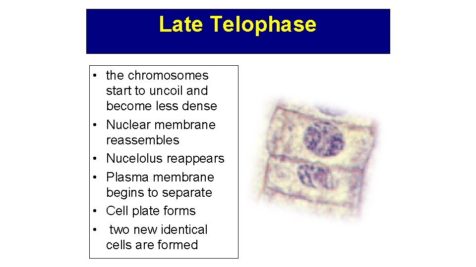 Late Telophase • the chromosomes start to uncoil and become less dense • Nuclear