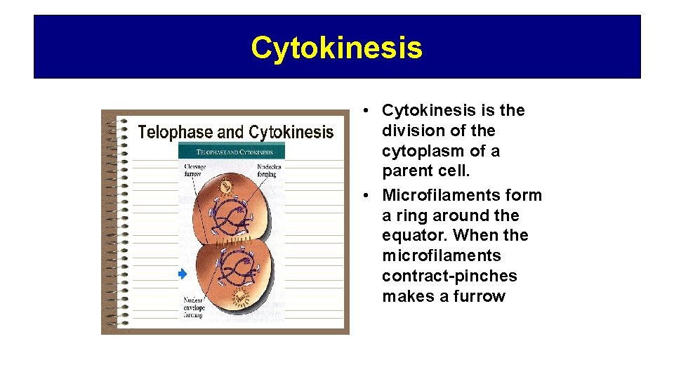 Cytokinesis • Cytokinesis is the division of the cytoplasm of a parent cell. •