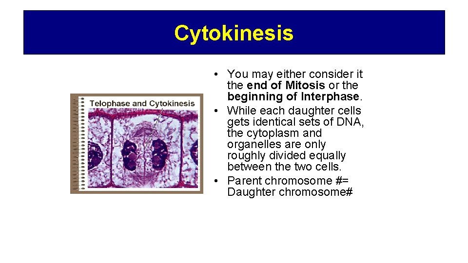 Cytokinesis • You may either consider it the end of Mitosis or the beginning