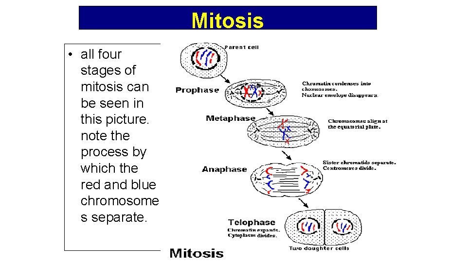Mitosis • all four stages of mitosis can be seen in this picture. note
