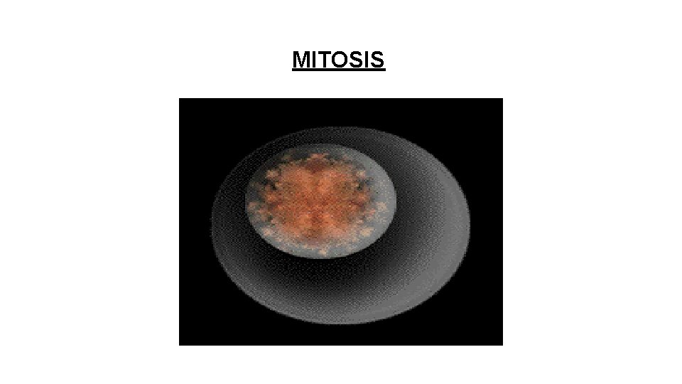 MITOSIS 
