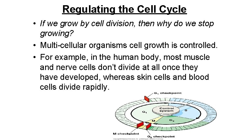 Regulating the Cell Cycle • If we grow by cell division, then why do