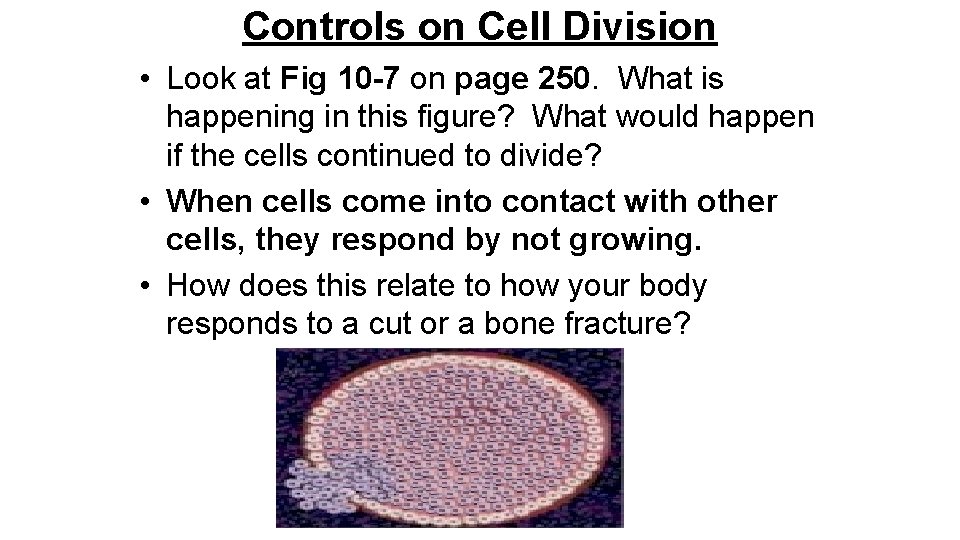 Controls on Cell Division • Look at Fig 10 -7 on page 250. What