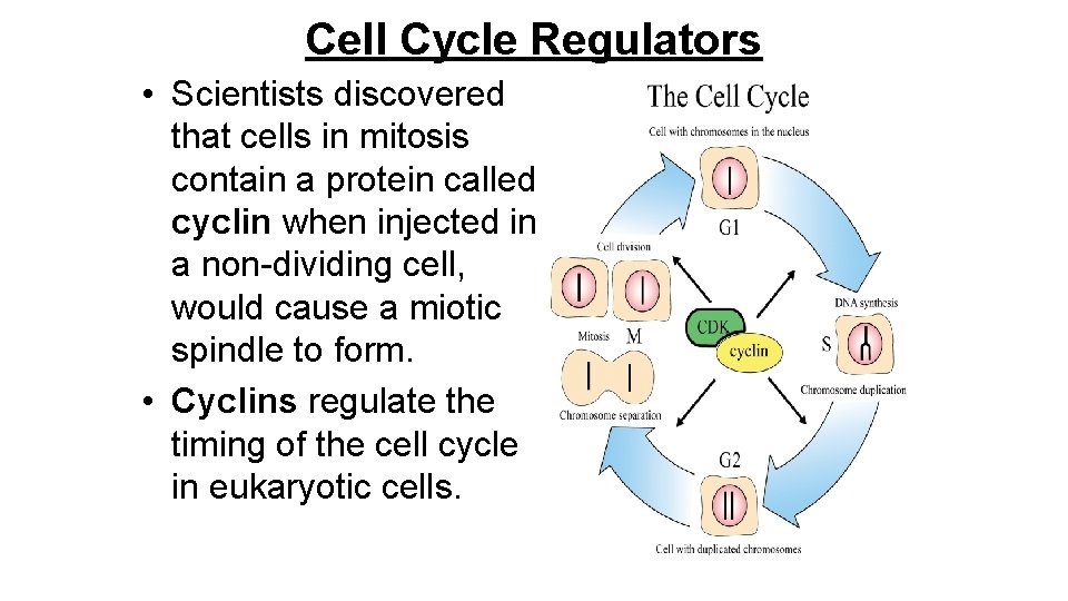 Cell Cycle Regulators • Scientists discovered that cells in mitosis contain a protein called