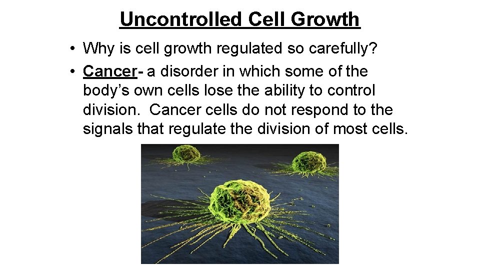 Uncontrolled Cell Growth • Why is cell growth regulated so carefully? • Cancer- a