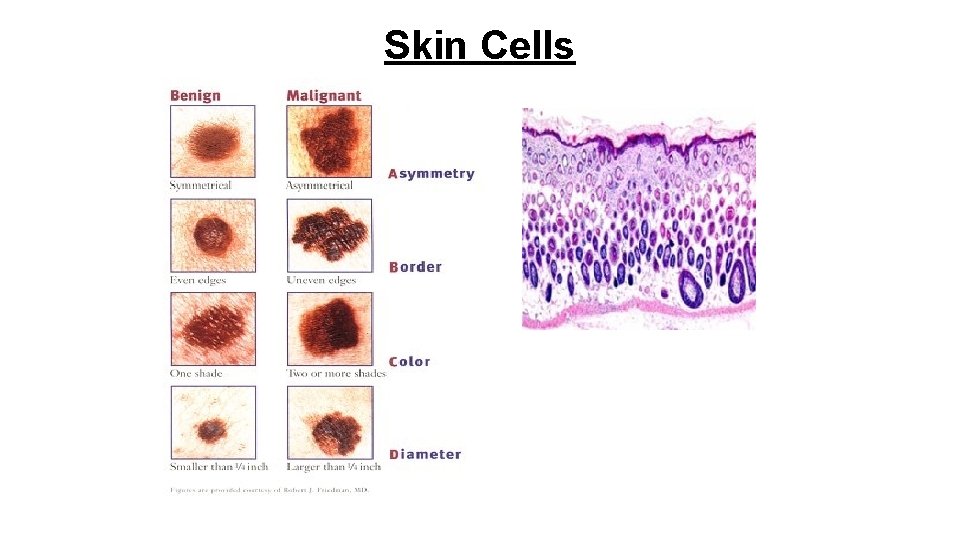 Skin Cells 