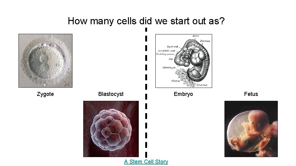 How many cells did we start out as? Zygote Blastocyst Embryo A Stem Cell