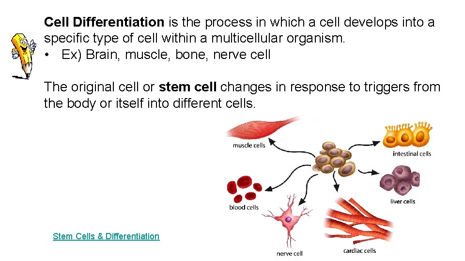 Cell Differentiation is the process in which a cell develops into a specific type