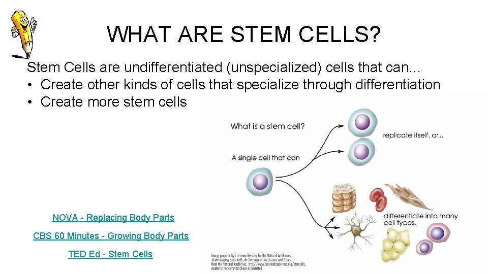 WHAT ARE STEM CELLS? Stem Cells are undifferentiated (unspecialized) cells that can… • Create