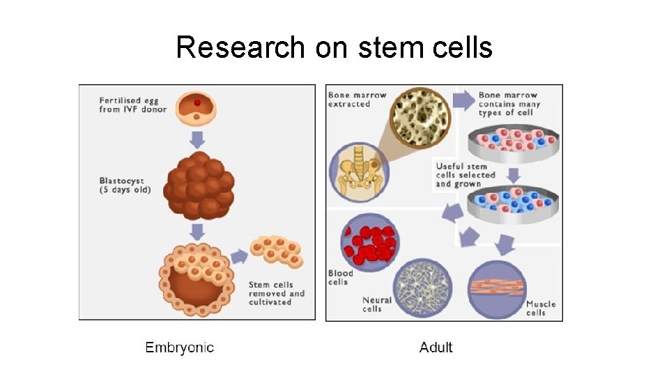 Research on stem cells 