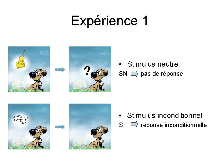 Expérience 1 • Stimulus neutre SN pas de réponse • Stimulus inconditionnel SI réponse