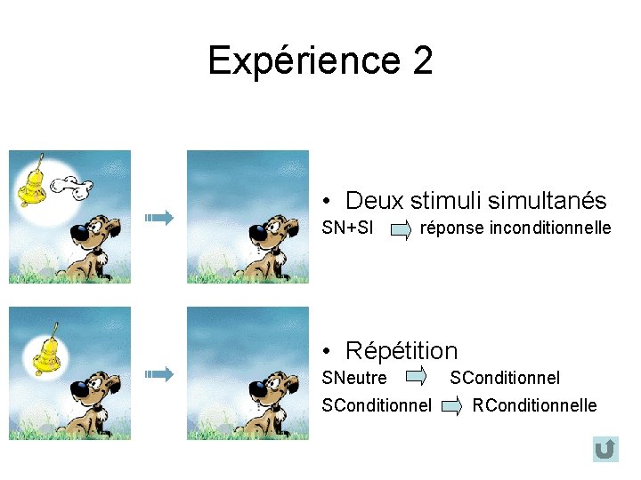 Expérience 2 • Deux stimuli simultanés SN+SI réponse inconditionnelle • Répétition SNeutre SConditionnel RConditionnelle