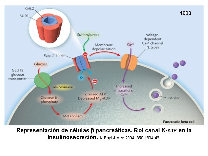 1980 Representación de células pancreáticas. Rol canal K-ATP en la Insulinosecreción. N Engl J
