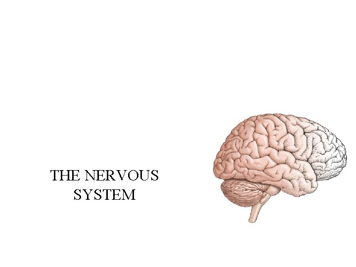 THE NERVOUS SYSTEM 