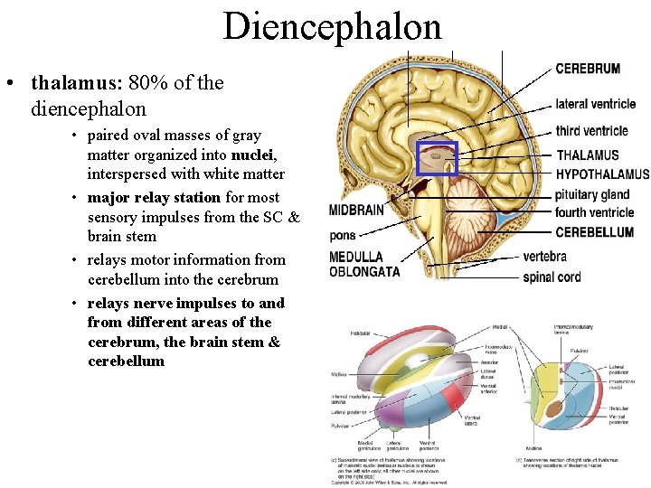 Diencephalon • thalamus: 80% of the diencephalon • paired oval masses of gray matter