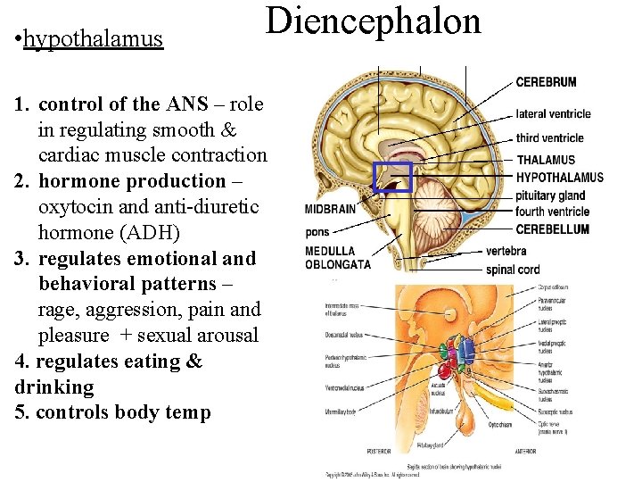  • hypothalamus Diencephalon 1. control of the ANS – role in regulating smooth