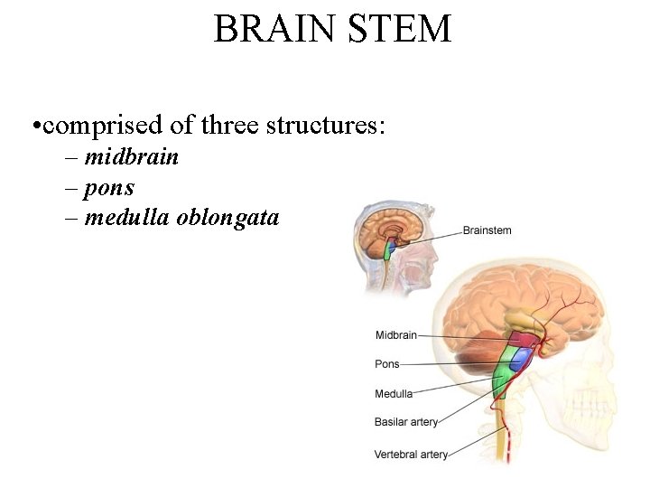 BRAIN STEM • comprised of three structures: – midbrain – pons – medulla oblongata