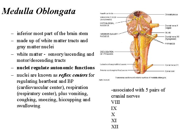 Medulla Oblongata – inferior most part of the brain stem – made up of