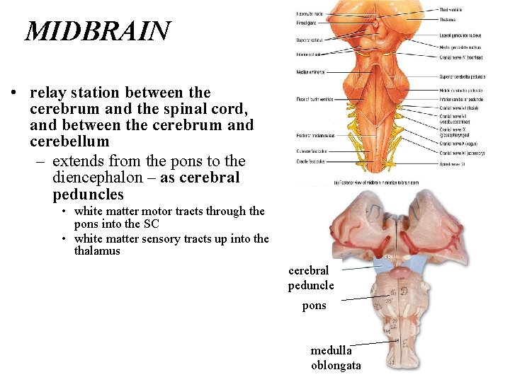 MIDBRAIN • relay station between the cerebrum and the spinal cord, and between the