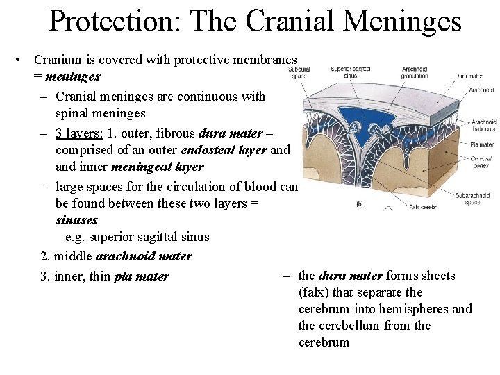 Protection: The Cranial Meninges • Cranium is covered with protective membranes = meninges –