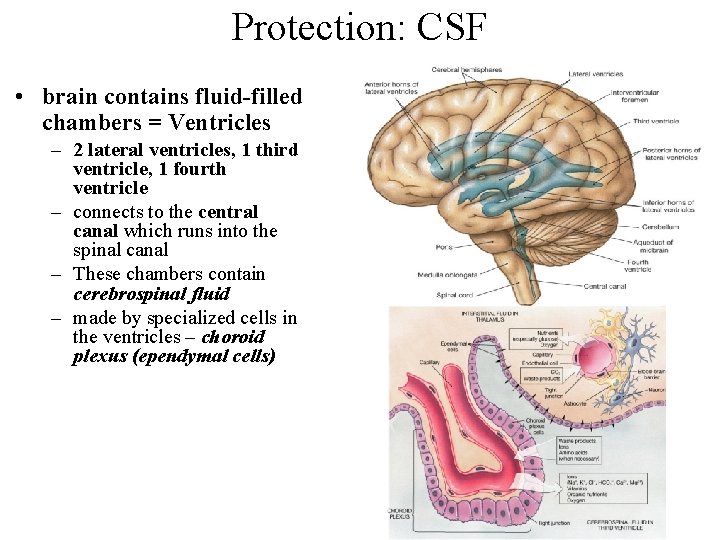 Protection: CSF • brain contains fluid-filled chambers = Ventricles – 2 lateral ventricles, 1