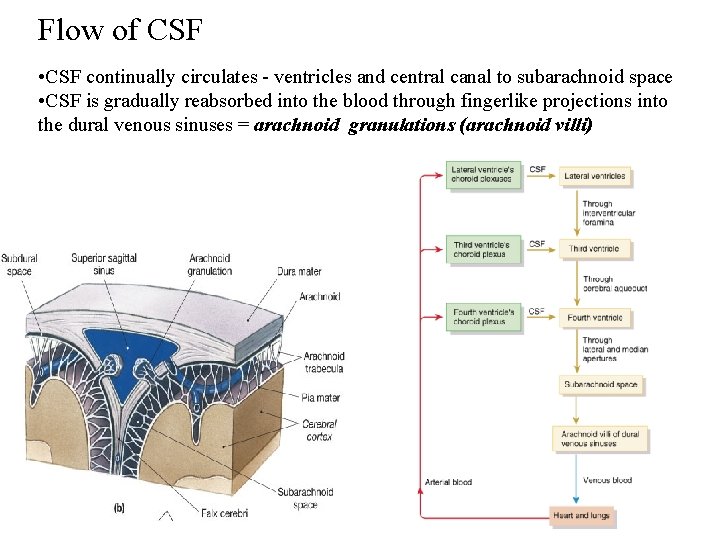 Flow of CSF • CSF continually circulates - ventricles and central canal to subarachnoid