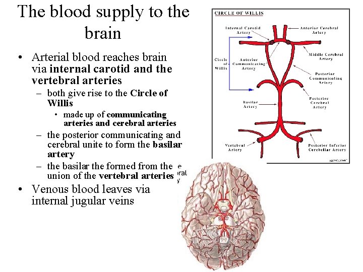 The blood supply to the brain • Arterial blood reaches brain via internal carotid