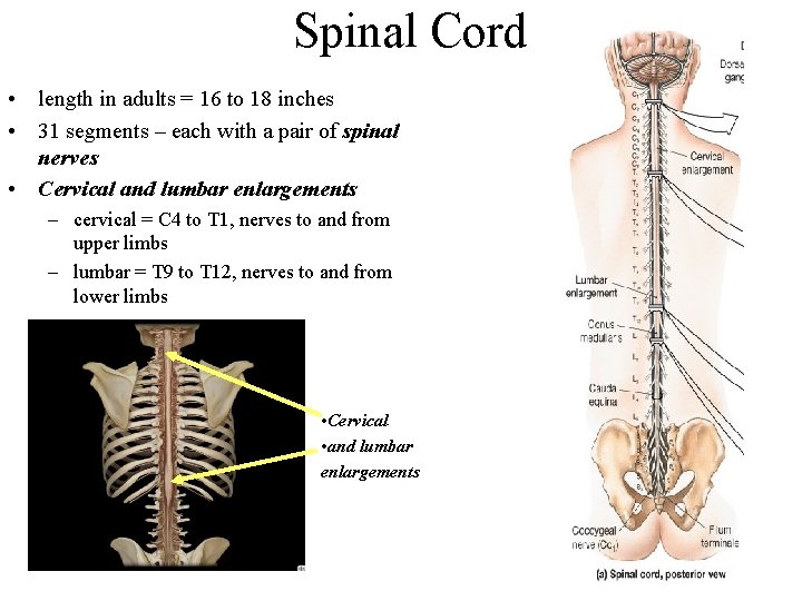 Spinal Cord • length in adults = 16 to 18 inches • 31 segments