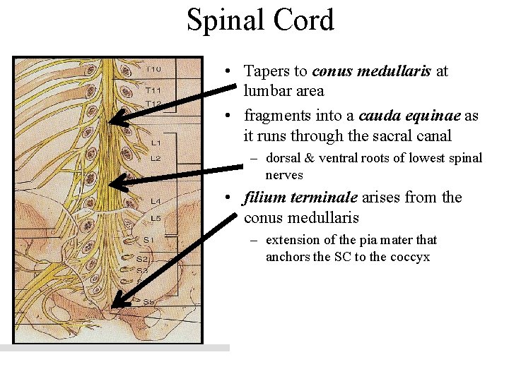 Spinal Cord • Tapers to conus medullaris at lumbar area • fragments into a