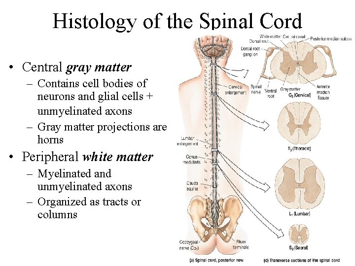 Histology of the Spinal Cord • Central gray matter – Contains cell bodies of