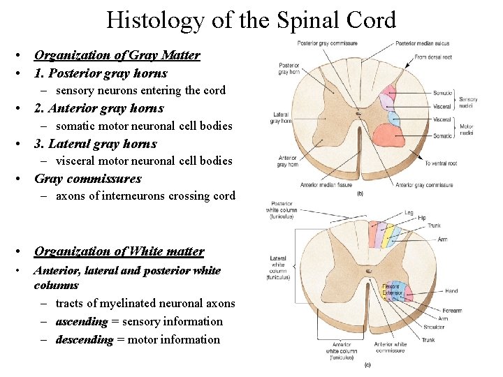 Histology of the Spinal Cord • Organization of Gray Matter • 1. Posterior gray