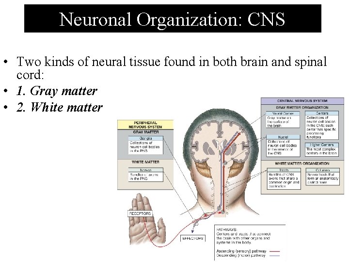 Neuronal Organization: CNS • Two kinds of neural tissue found in both brain and