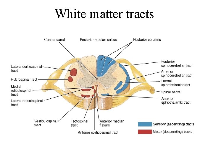 White matter tracts 