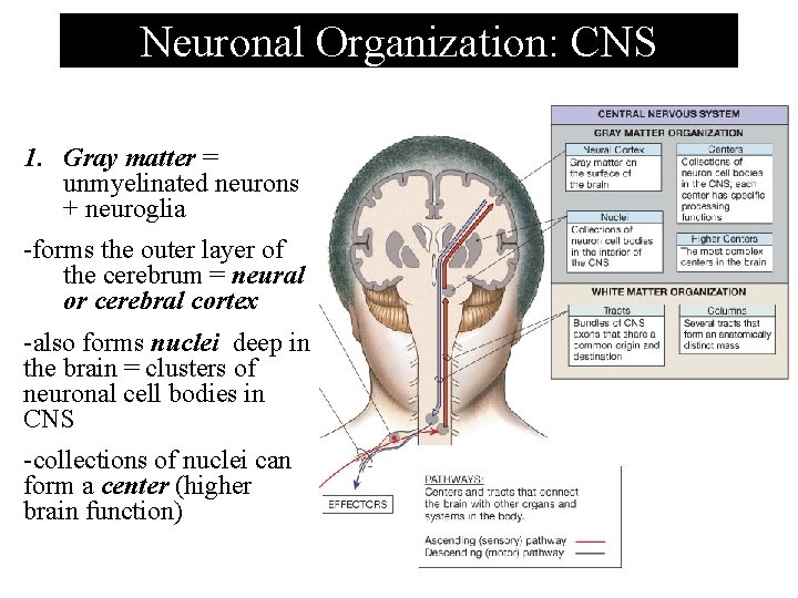Neuronal Organization: CNS 1. Gray matter = unmyelinated neurons + neuroglia -forms the outer