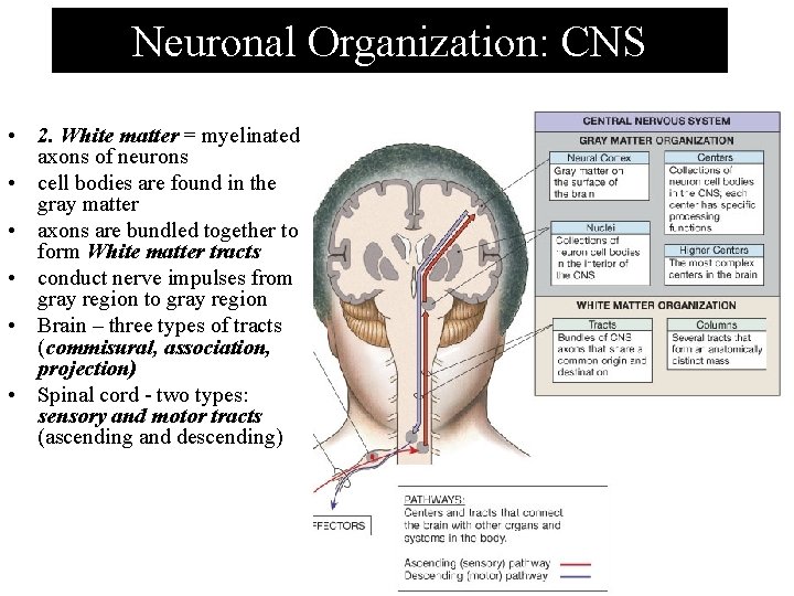 Neuronal Organization: CNS • 2. White matter = myelinated axons of neurons • cell