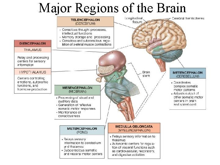 Major Regions of the Brain Figure 15. 1 Major Divisions of the Brain 