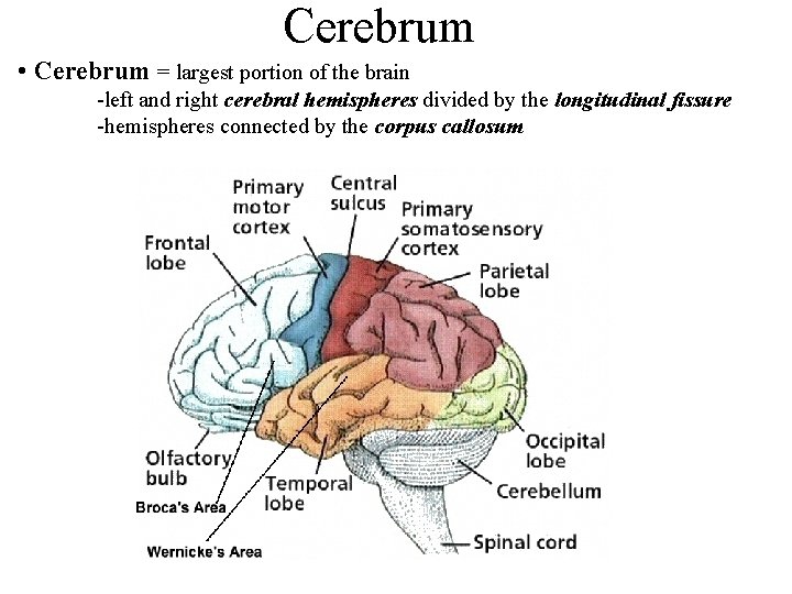 Cerebrum • Cerebrum = largest portion of the brain -left and right cerebral hemispheres